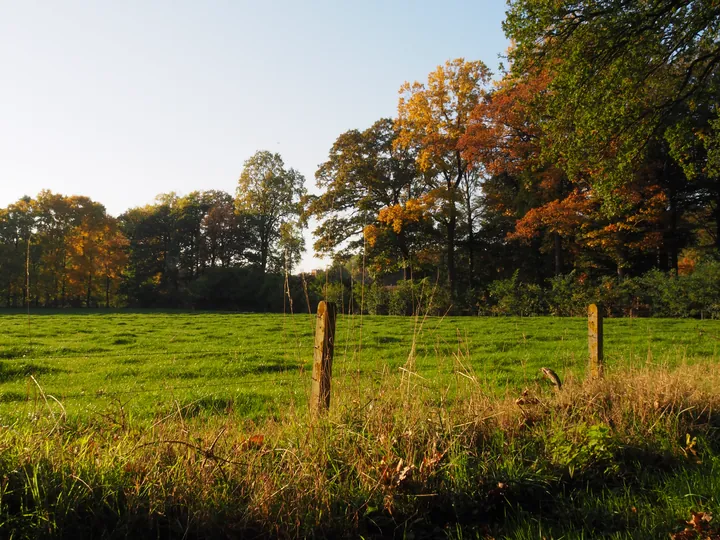 Vagevuurbos an Lippensgoed-Bulskampveld (Belgium)